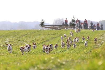 die Hunde bei ihrer Arbeit