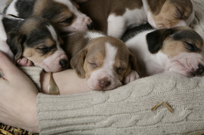 Unser S-Wurf einige Wochen nach der Geburt